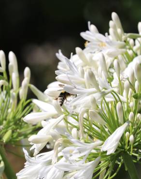 Fotografia 8 da espécie Agapanthus africanus no Jardim Botânico UTAD