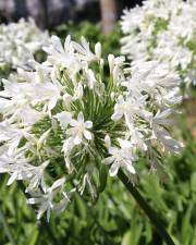 Fotografia da espécie Agapanthus africanus