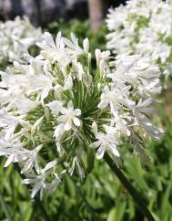 Agapanthus africanus