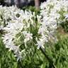 Fotografia 1 da espécie Agapanthus africanus do Jardim Botânico UTAD