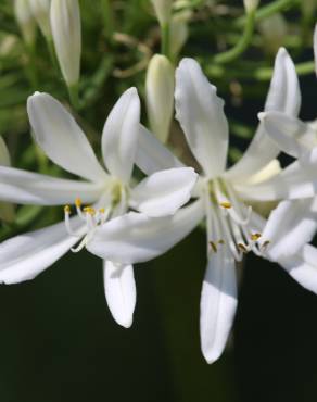 Fotografia 9 da espécie Agapanthus africanus no Jardim Botânico UTAD