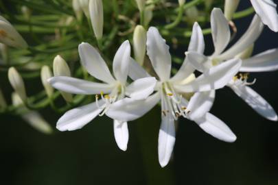 Fotografia da espécie Agapanthus africanus