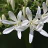 Fotografia 9 da espécie Agapanthus africanus do Jardim Botânico UTAD