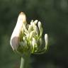 Fotografia 10 da espécie Agapanthus africanus do Jardim Botânico UTAD