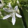 Fotografia 12 da espécie Agapanthus africanus do Jardim Botânico UTAD