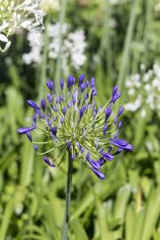 Fotografia da espécie Agapanthus africanus