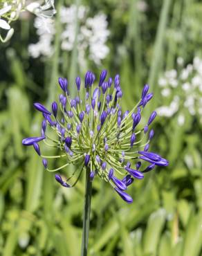 Fotografia 14 da espécie Agapanthus africanus no Jardim Botânico UTAD