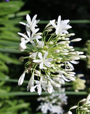 Fotografia 15 da espécie Agapanthus africanus no Jardim Botânico UTAD