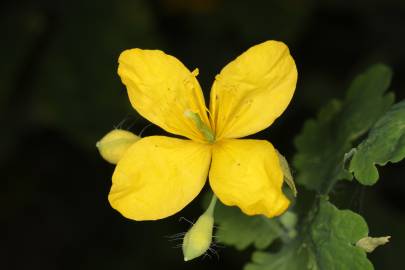 Fotografia da espécie Chelidonium majus