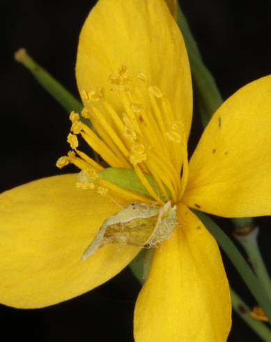 Fotografia de capa Chelidonium majus - do Jardim Botânico