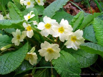 Fotografia da espécie Primula acaulis subesp. acaulis