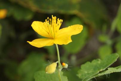 Fotografia da espécie Chelidonium majus