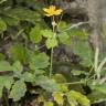Fotografia 6 da espécie Chelidonium majus do Jardim Botânico UTAD