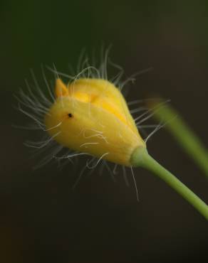 Fotografia 7 da espécie Chelidonium majus no Jardim Botânico UTAD