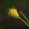 Fotografia 7 da espécie Chelidonium majus do Jardim Botânico UTAD