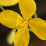 Fotografia 9 da espécie Chelidonium majus do Jardim Botânico UTAD