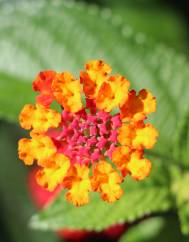 Lantana camara