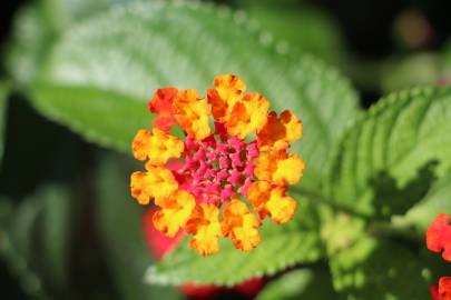 Fotografia da espécie Lantana camara