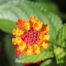 Fotografia 1 da espécie Lantana camara do Jardim Botânico UTAD