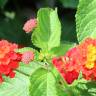 Fotografia 8 da espécie Lantana camara do Jardim Botânico UTAD