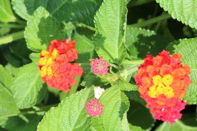 Fotografia da espécie Lantana camara