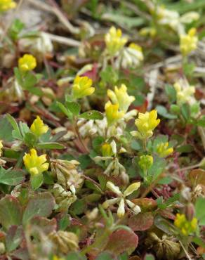 Fotografia 3 da espécie Trifolium campestre no Jardim Botânico UTAD