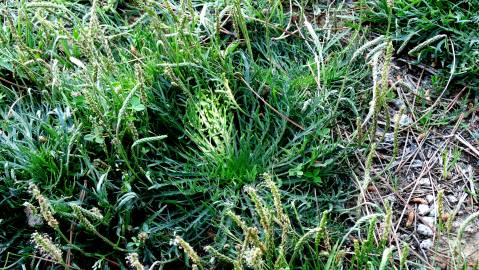 Fotografia da espécie Plantago coronopus subesp. coronopus