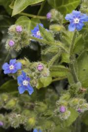 Fotografia da espécie Pentaglottis sempervirens