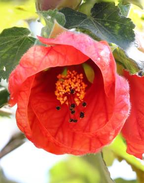 Fotografia 1 da espécie Abutilon x hybridum no Jardim Botânico UTAD
