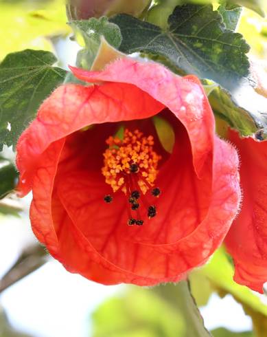 Fotografia de capa Abutilon x hybridum - do Jardim Botânico