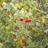 Fotografia 6 da espécie Abutilon x hybridum do Jardim Botânico UTAD