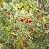 Fotografia 6 da espécie Abutilon x hybridum do Jardim Botânico UTAD