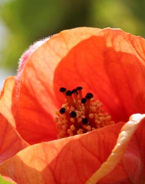 Fotografia 8 da espécie Abutilon x hybridum no Jardim Botânico UTAD