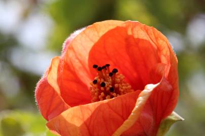 Fotografia da espécie Abutilon x hybridum