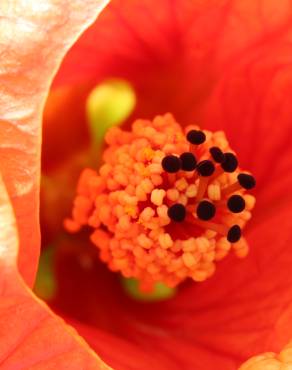 Fotografia 9 da espécie Abutilon x hybridum no Jardim Botânico UTAD