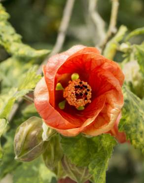 Fotografia 10 da espécie Abutilon x hybridum no Jardim Botânico UTAD