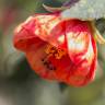 Fotografia 11 da espécie Abutilon x hybridum do Jardim Botânico UTAD