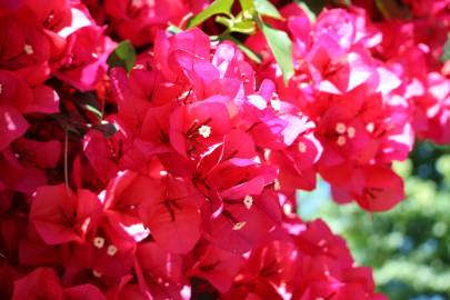 Fotografia da espécie Bougainvillea spectabilis