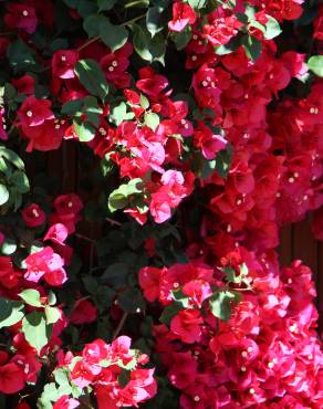 Fotografia 3 da espécie Bougainvillea spectabilis no Jardim Botânico UTAD