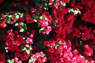 Fotografia da espécie Bougainvillea spectabilis