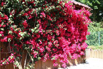 Fotografia da espécie Bougainvillea spectabilis