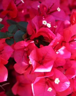 Fotografia 5 da espécie Bougainvillea spectabilis no Jardim Botânico UTAD