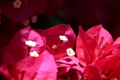 Fotografia da espécie Bougainvillea spectabilis