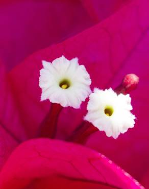 Fotografia 7 da espécie Bougainvillea spectabilis no Jardim Botânico UTAD