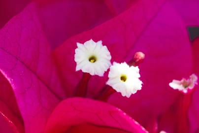 Fotografia da espécie Bougainvillea spectabilis