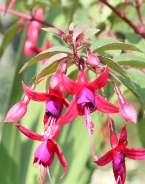 Fotografia 3 da espécie Fuchsia magellanica no Jardim Botânico UTAD