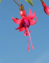 Fuchsia magellanica