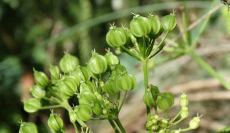 Fotografia da espécie Smyrnium olusatrum