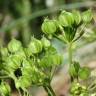 Fotografia 6 da espécie Smyrnium olusatrum do Jardim Botânico UTAD