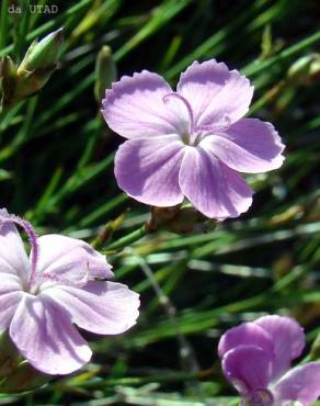 Fotografia 3 da espécie Dianthus pungens subesp. langeanus no Jardim Botânico UTAD